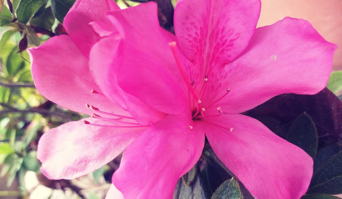 Flor de Azalea